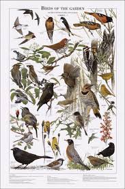 birds of the garden summer identification chart more