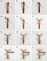 For example, the larger females can grow to about 5 in (13 cm) in length. Manual Of Praying Mantis Morphology Nomenclature And Practices Insecta Mantodea