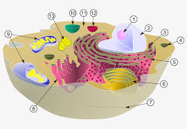 Typical animal cell diagram labeled. Diagram Of A Typical Animal Cell With Its Organelles Biological Cell Free Transparent Png Download Pngkey