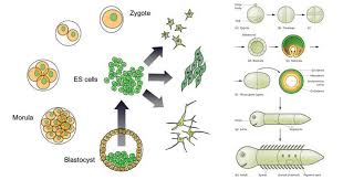 Developmental Biology Developmental Biology Microbe Notes