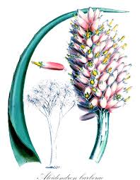 Image result for Asphodelaceae