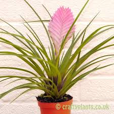 Bromeliads have beautiful foliage, but they are often sought after for their inflorescence and the colorful leaves that accompany blooming. Tillandsia Cyanea Anita Pink Quill Bromeliad Craftyplants Uk