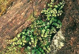 Image result for Lindsaeaceae