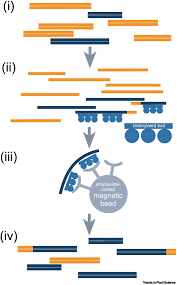 Plant preservative mixture plant cell technology. Hyb Seq For Flowering Plant Systematics Trends In Plant Science