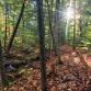 Fall Foraging Walk