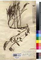 Image result for Aeollanthus pubescens