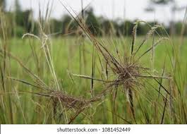 Image result for Heteropogon melanocarpus