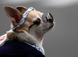 A brief history of international dog day. Baag Alvbxmhnm