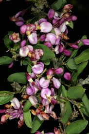 Image result for Securidaca longepedunculata