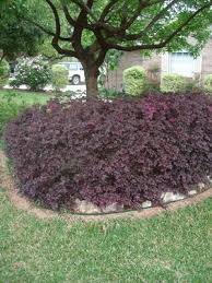 Purple diamond loropetalum boasts the most intense purple foliage color of any plant on the market! Loropetalum Privacy Landscaping Beautiful Gardens Chinese Plants