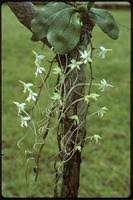 Image result for Aerangis kotschyana