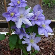 Clematis viticella 'avant garde' evipo033. Clematis Pflanzenkombinationen Matelma