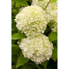 Good massed, as a hedge, in containers or as a cut flower. Hydrangea Paniculata Limelight S Pflanzen Fur Dich De 12 95