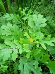 Image result for Grangea maderaspatana