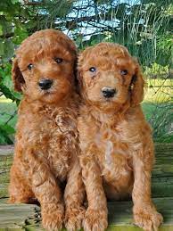 Unlike other breeders, we only breed and sell one type of goldendoodle f1b's and f2b's and from two sets of parents. Goldendoodles Near Dallas Texas Home Hidden Acres Puppies