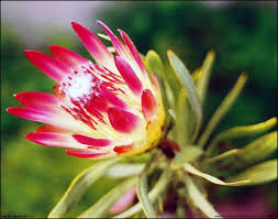 Maybe you would like to learn more about one of these? Protea South African Flower South African Flowers Garden Flower Beds African Flowers