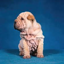 Check spelling or type a new query. 1990s Chinese Shar Pei Puppy Dog Sitting Photograph By Vintage Images