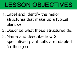 Maybe you would like to learn more about one of these? There Are Two Basic Types Of Cells Plant Cells Ppt Download