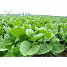 Image result for Basella