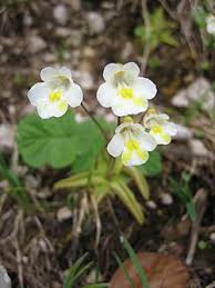 Image result for Lentibulariaceae