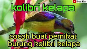 Check spelling or type a new query. Download Suara Burung Madu Kelapa Mp3 Storymusik