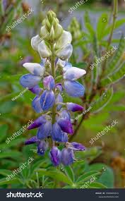 Image result for Lupinus mexicanus