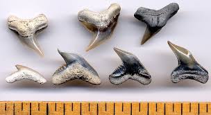 I also added a some sterling silver 3mm round beads, and in between the. Fossilguy Com Tiger Shark Facts And Information Galeocerdo Cuvier And Fossil Species
