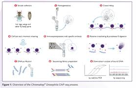 (2010) were downloaded from the gene expression omnibus database (accession number gse19602) and analyzed using the same pipeline. Drosophila Chip Seq Chromatrap Chromatrap