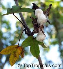 Image result for Gossypium barbadense