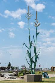 Taber Corn Is Already Available Across Alberta | Dished