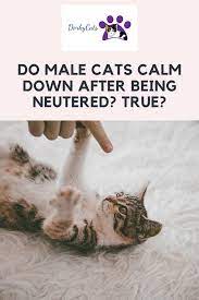 Do Male Cats Calm Down After Being Neutered True In 2021 Cat Care Tips Cat Care Neuter