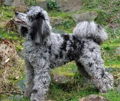 Black And White Tuxedo Standard Poodle Poodles Markings Standard Poodle Cute Dogs Parti Poodle
