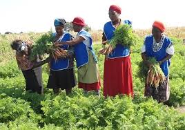 Smith having vegetables in your food plate is a good sign of health fitness because it helps us fight against malnutrition. Zddt S Nutritional Gardens Improve Diet For Beneficiaries