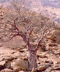 Image result for Sterculia africana