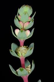 Image result for Haloragaceae