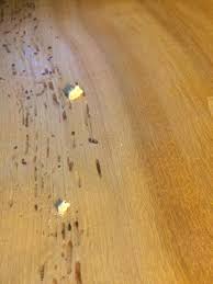 Termites Termite Problem Wood Termites Termites