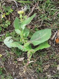 Image result for Sonchus bipontini