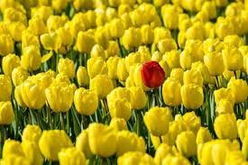 • trumpet daffodils mount hood unsurpassable. Netherlands South Holland Nordwijkerhout A Single Red Tulip Flower In A Field Of Yellow Tulips Photographic Print Jason Langley Art Com