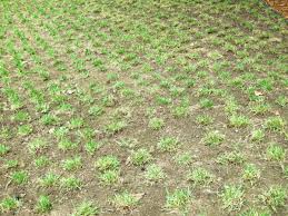 After mowing the lawn, cover the soil with paper to keep weeds out of the air, water and sunlight. Getting Rid Of Zoysia Grass Thriftyfun