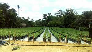 Projek tanaman cili fertigasi membuahkan hasil lumayan. Fertigasi Jana Pendapatan Lumayan Petani