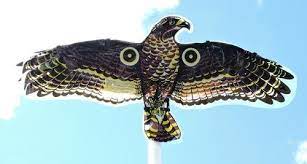 Grabbing my nikon slr, i stopped and looked across the fields. Red Tailed Hawk Decoy