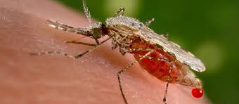 Image result for mosquito bite