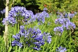 Image result for Agapanthus praecox