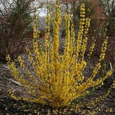 Forsythia is of flowering plants in the family oleaceae (olive family). Show Off Starlet Forsythia Live Plant 4 Pot Etsy Shrubs For Landscaping Flower Landscape Flowering Shrubs