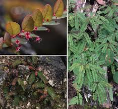 Image result for Dissotis pulchra