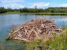 Beaver Dam Saskatchewan Beaver Dam Beaver Lodge Beaver