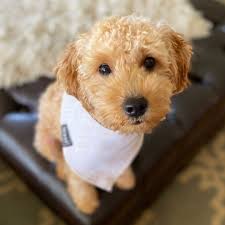 Begin your matchmaker process right now, and we'll start scouring the uptown network for both current and upcoming litters based on your desired size, temperament, gender, coat color and. F1b Mini Goldendoodle For Sale Goldendoodles Breeders 30 Off