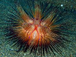 Image result for Ophrestia radicosa