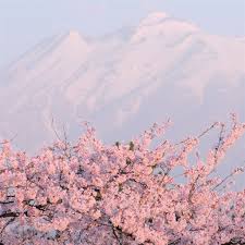 Maybe you would like to learn more about one of these? Cherry Ipad Air Wallpaper Download Iphone Wallpapers Ipad Wallpapers One Stop Download More In Http W Sakura Tree Drawing Ipad Air Wallpaper Sakura Tree