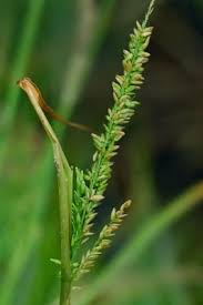 Image result for Panicum hymeniochilum